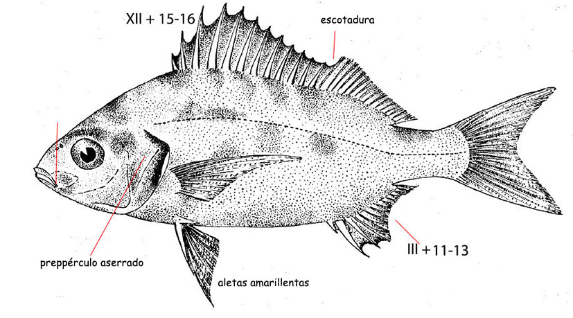 Pomadasys incisus_01.jpg